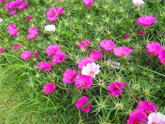 太阳花种子怎么种，详解太阳花种植方法