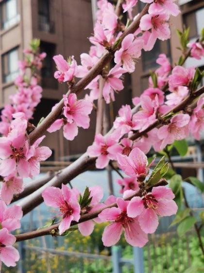 春天的花都有什么，盘点春天最具代表性的花