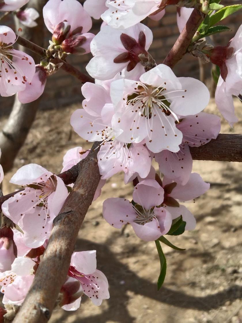 春天的花都有什么，盘点春天最具代表性的花