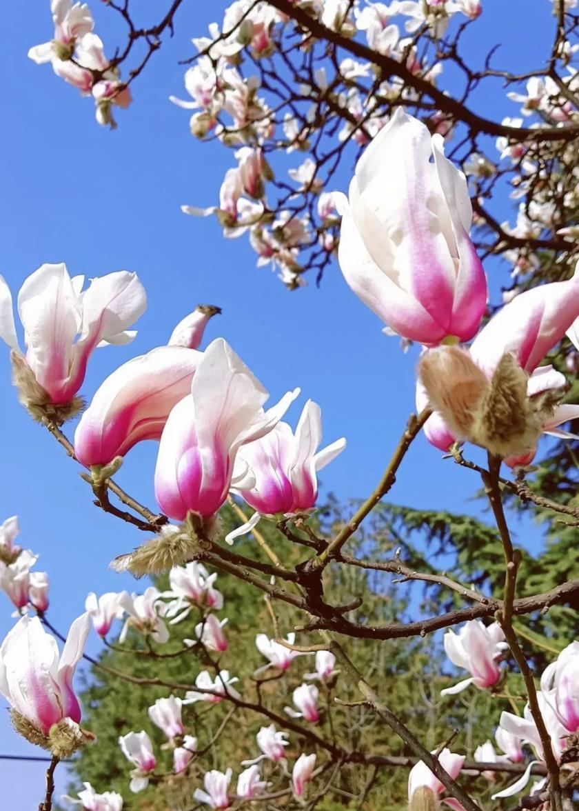 春天的花都有什么，盘点春天最具代表性的花