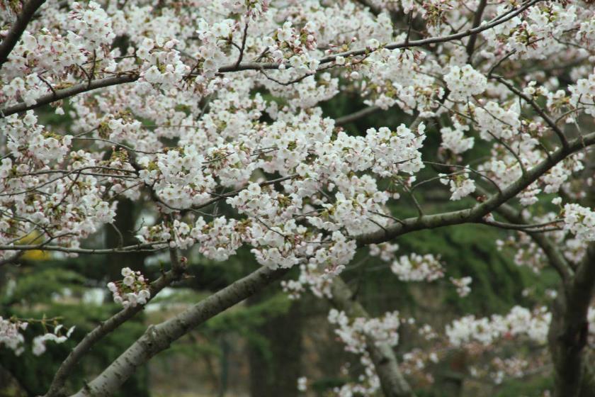 春天的花都有什么，盘点春天最具代表性的花