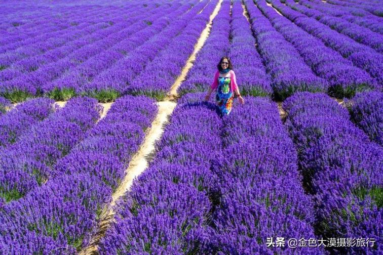 薰衣草什么季节开花，简述薰衣草最佳观赏时间