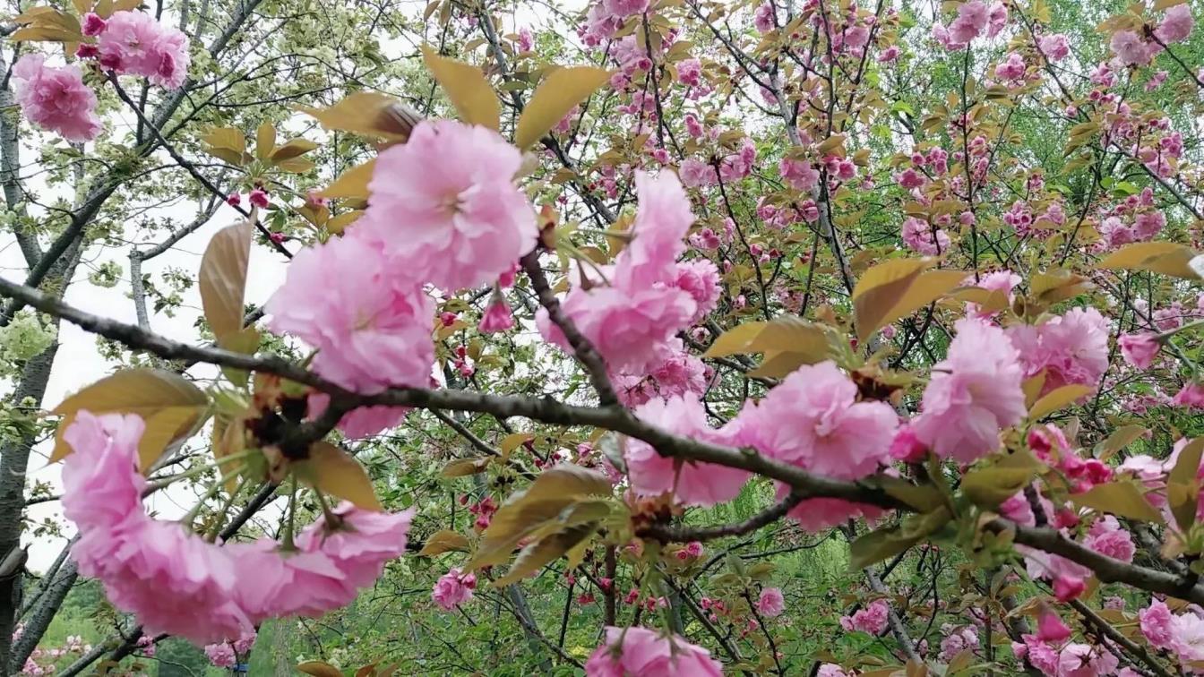 樱花的花语是什么，关于樱花的寓意和象征意义