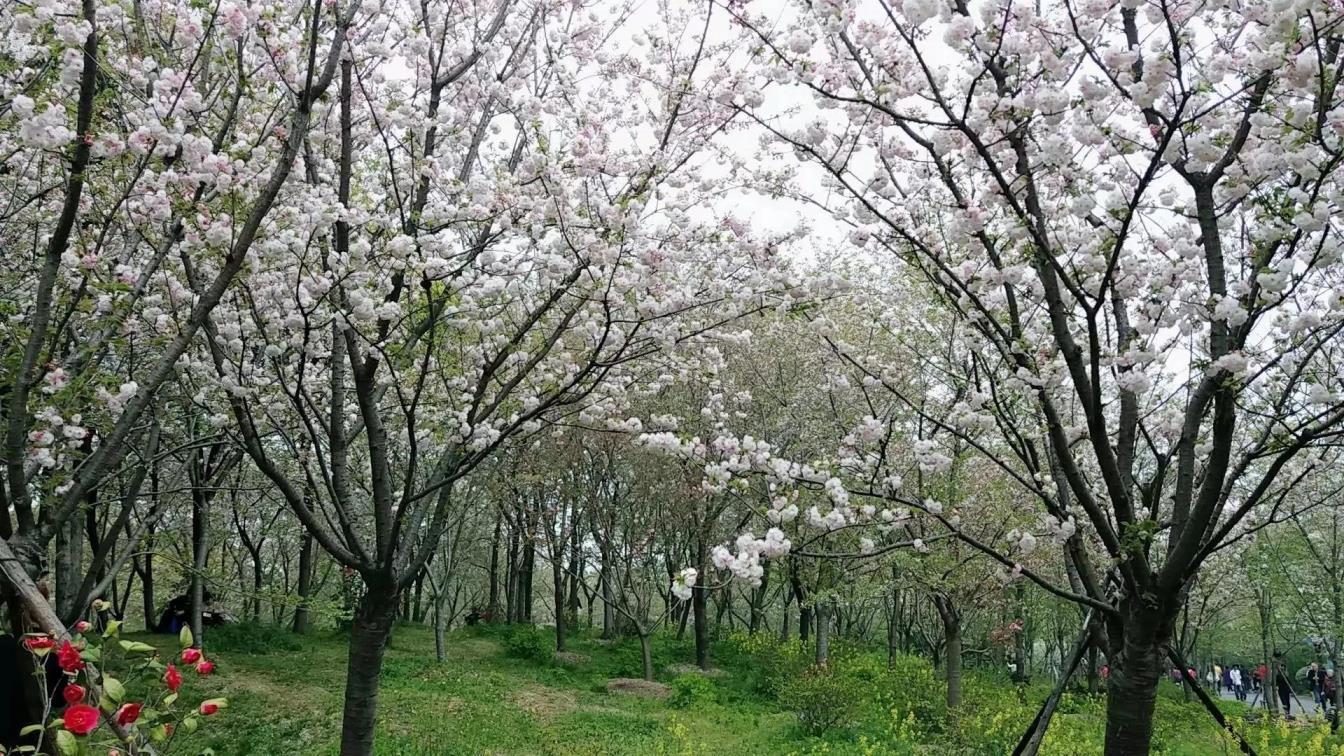 樱花的花语是什么，关于樱花的寓意和象征意义