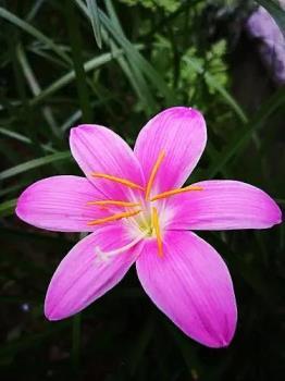 多年生草本植物有哪些，耐寒草本花卉大全