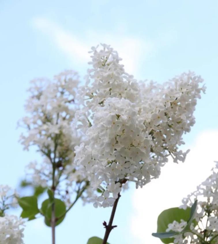 丁香花的花语是什么，关于丁香花的意义象征