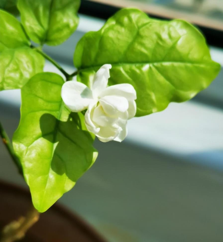 茉莉花怎么养才长得好，养茉莉花的三大技巧分享