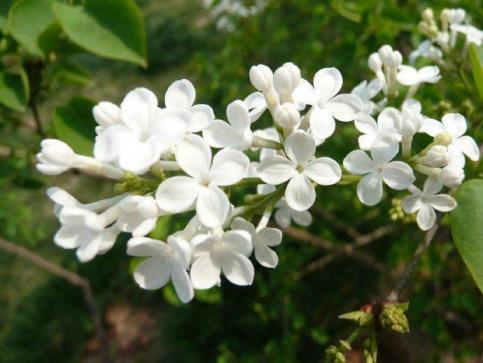 丁香花什么样子的，关于丁香花的外貌特征简介