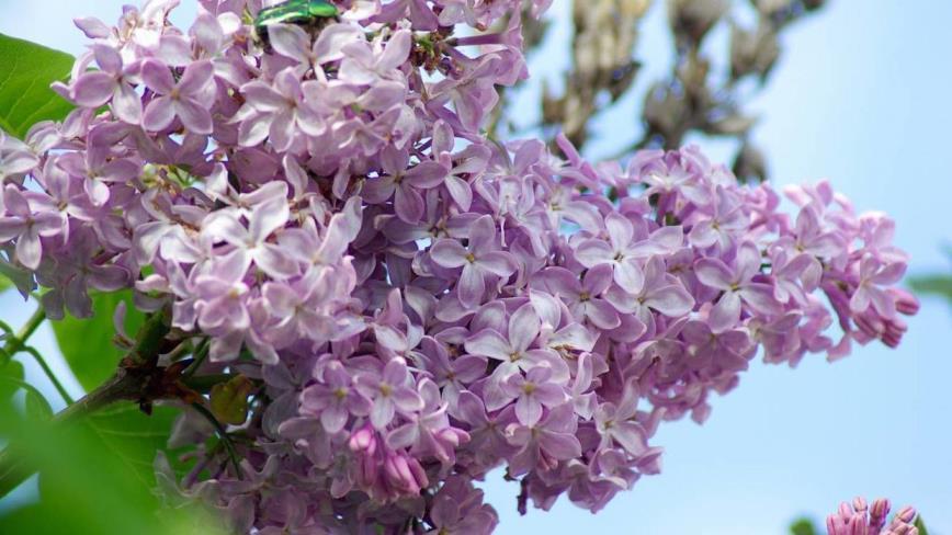 丁香花什么样子的，关于丁香花的外貌特征简介