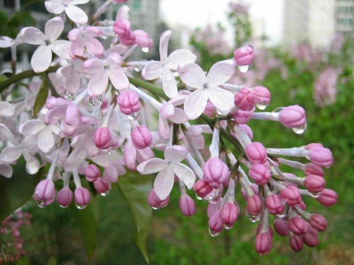 丁香花什么样子的，关于丁香花的外貌特征简介