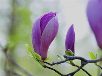 玉兰花是什么颜色，不同的玉兰花特点介绍