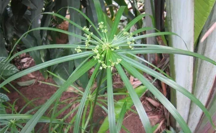 常见的水生植物有哪些，水生植物品种大全