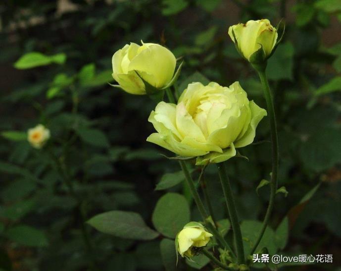 月季花花语是什么意思，简述月季花的寓意象征