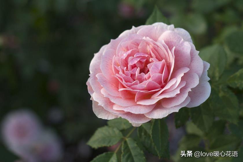 月季花花语是什么意思，简述月季花的寓意象征