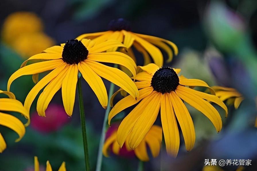 菊花品种大全，盘点十大名贵菊花品种