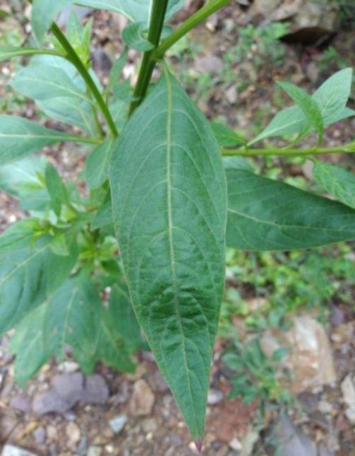 青葙子的功效与作用，有关青葙的特点介绍