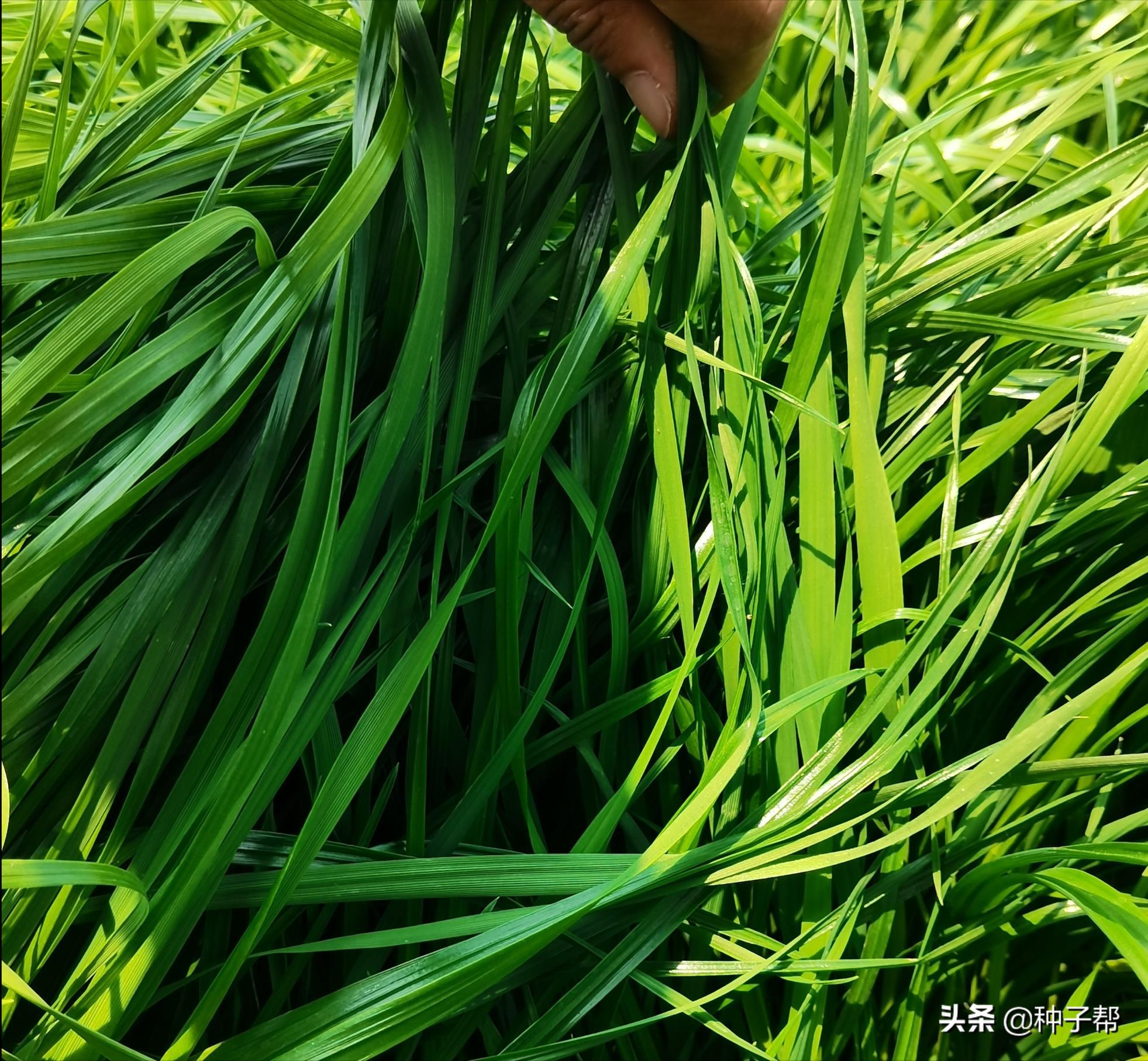 黑麦草种子怎么种植，黑麦草最佳种植时间