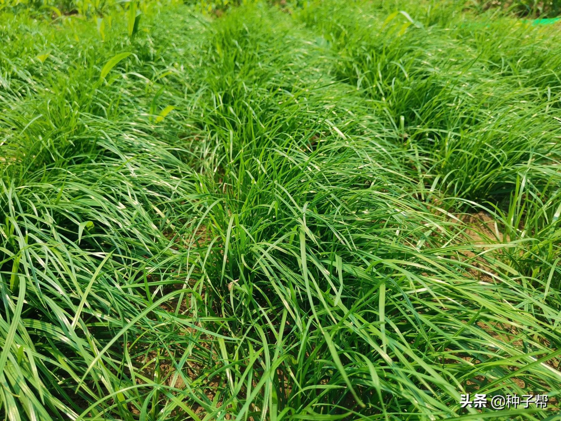 黑麦草种子怎么种植，黑麦草最佳种植时间