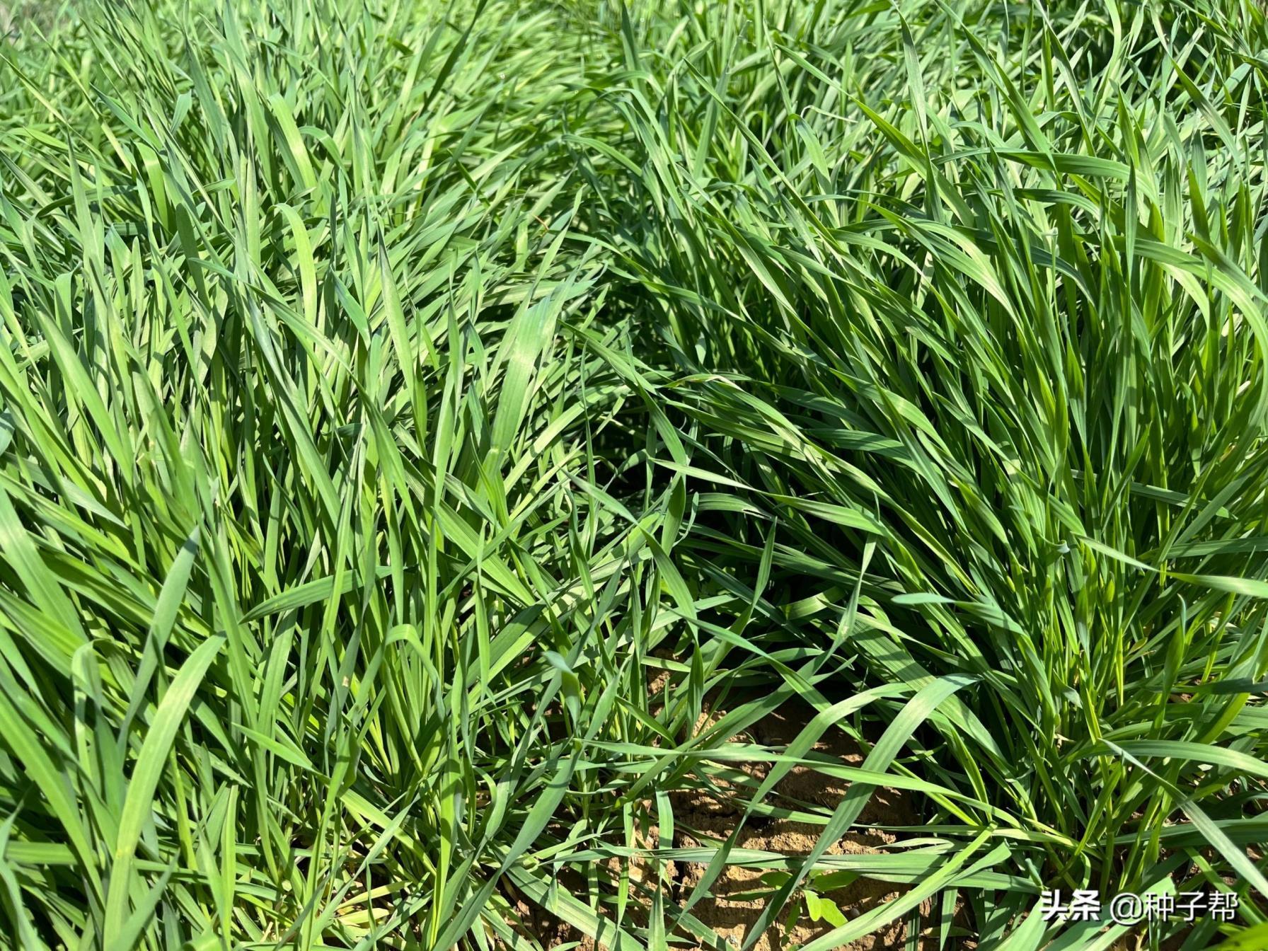 黑麦草种子怎么种植，黑麦草最佳种植时间