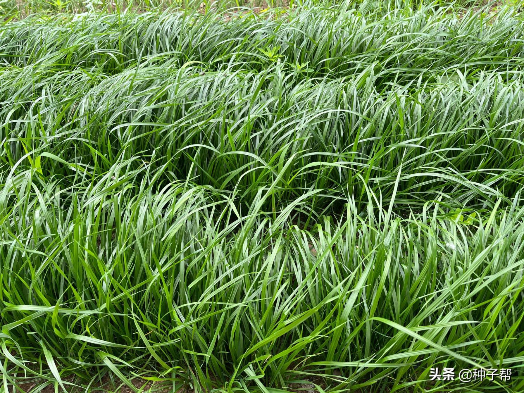 黑麦草种子怎么种植，黑麦草最佳种植时间