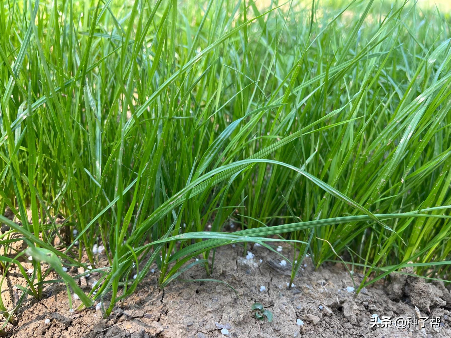 黑麦草种子怎么种植，黑麦草最佳种植时间