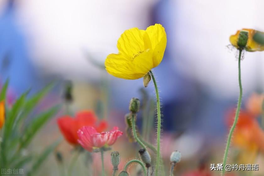 世界上最美的花是什么花，盘点十大最漂亮的花