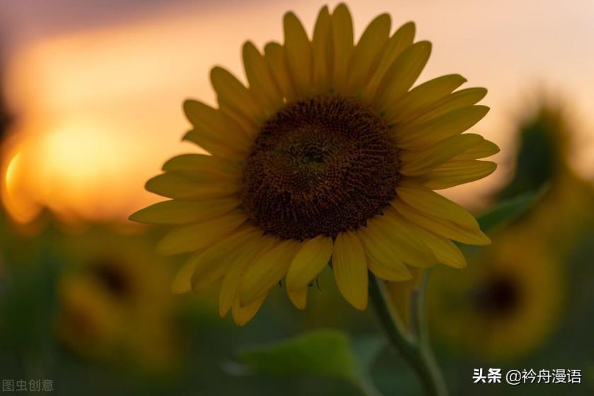 世界上最美的花是什么花，盘点十大最漂亮的花