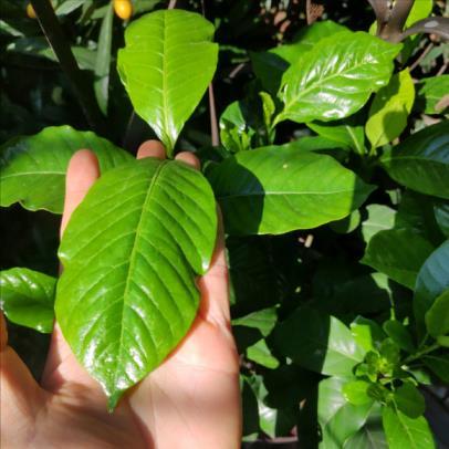 栀子花什么季节开花，详解栀子花养护技巧