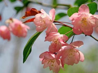 海棠花什么时候开，盆栽海棠花花期时间