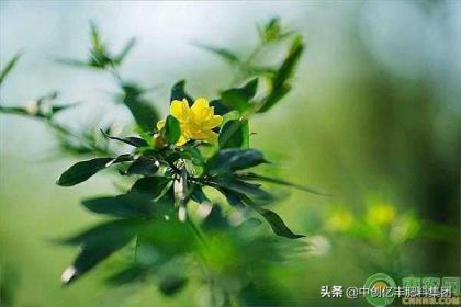 迎春花是什么季节开的，详解迎春花季节开花的时间