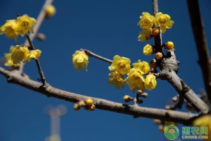 腊梅种子怎么种才能发芽，腊梅种子育苗方法讲解