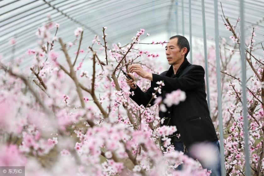 桃树修剪技术要点，最新桃树修剪方法