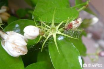 茉莉花的种植方法有什么，教你养好茉莉花