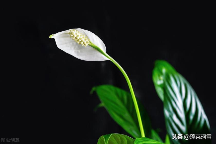 植物白掌的花语是什么，简述白掌的寓意和象征