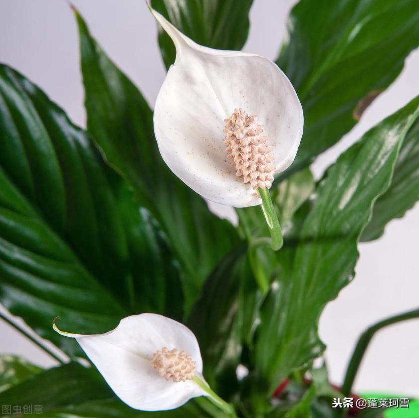 植物白掌的花语是什么，简述白掌的寓意和象征