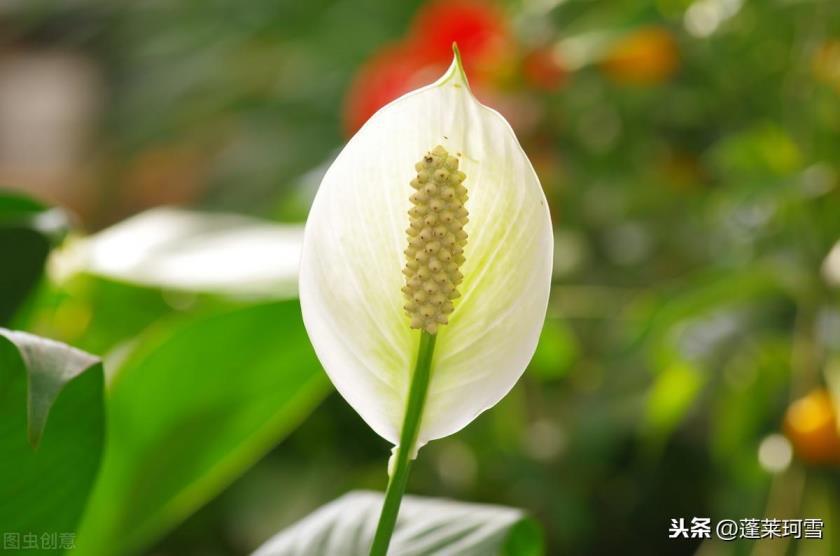 植物白掌的花语是什么，简述白掌的寓意和象征