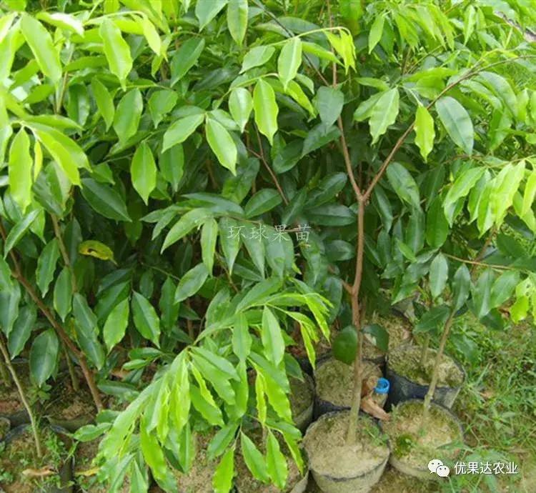 沉香树苗适合在哪里种植，沉香种植方法与技术