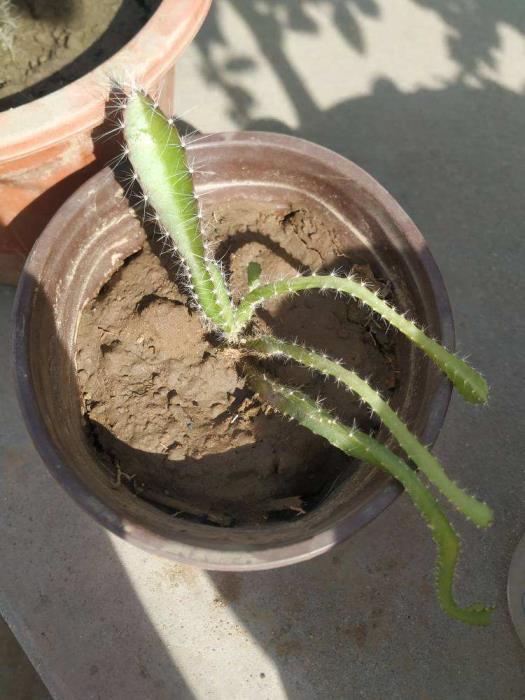 火龙果种植方法有哪些，详解阳台火龙果的种植技术