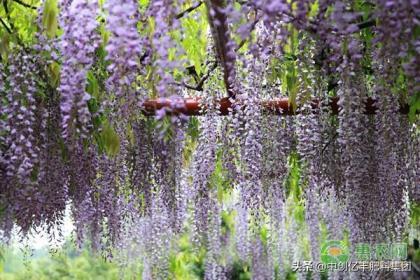 紫藤花语是什么，紫藤花的文化象征寓意