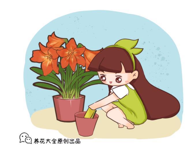 君子兰开花的条件有什么，了解君子兰的特征