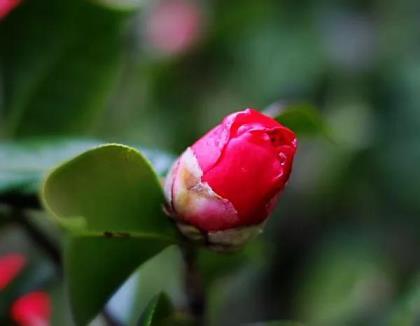 茶花的品种有哪些，最好养的茶花品种介绍