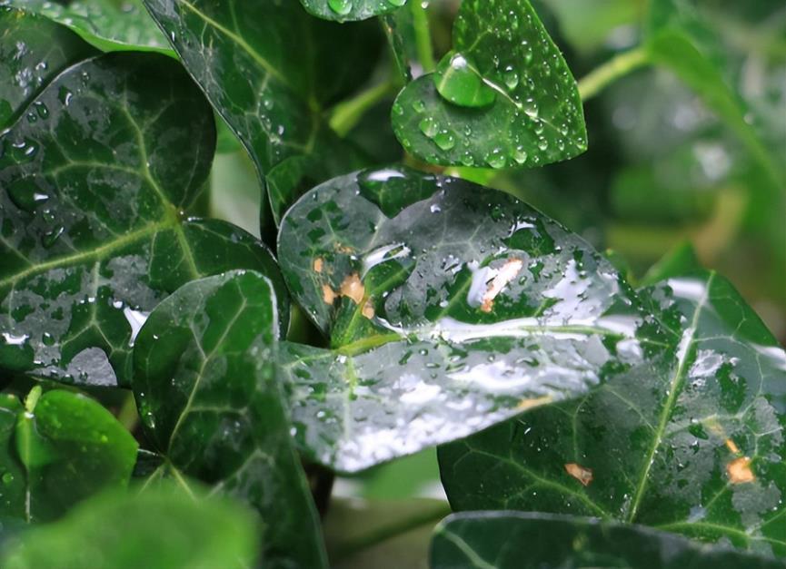 水培植物有哪些，家里适合水培的植物大全