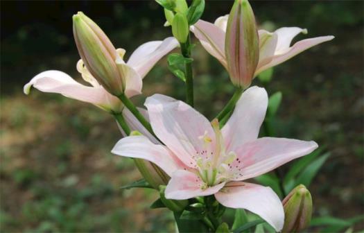 百合花语是什么意思，百合花的寓意及象征