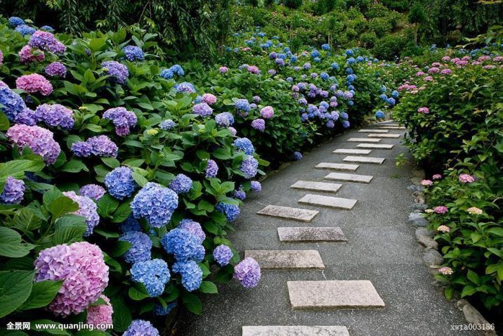 八仙花花语和寓意是什么，描述八仙花的象征意义