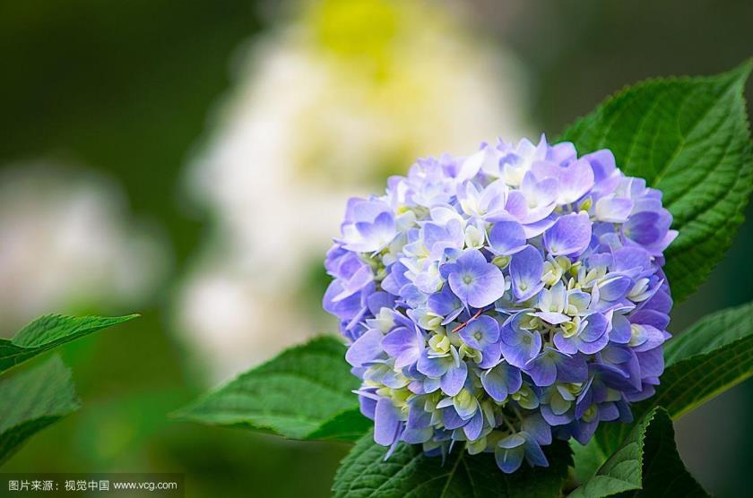 八仙花花语和寓意是什么，描述八仙花的象征意义