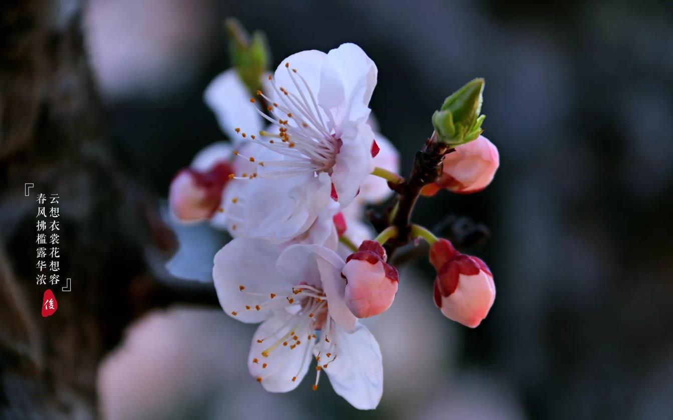 二月开什么花，盘点二月代表花及花语