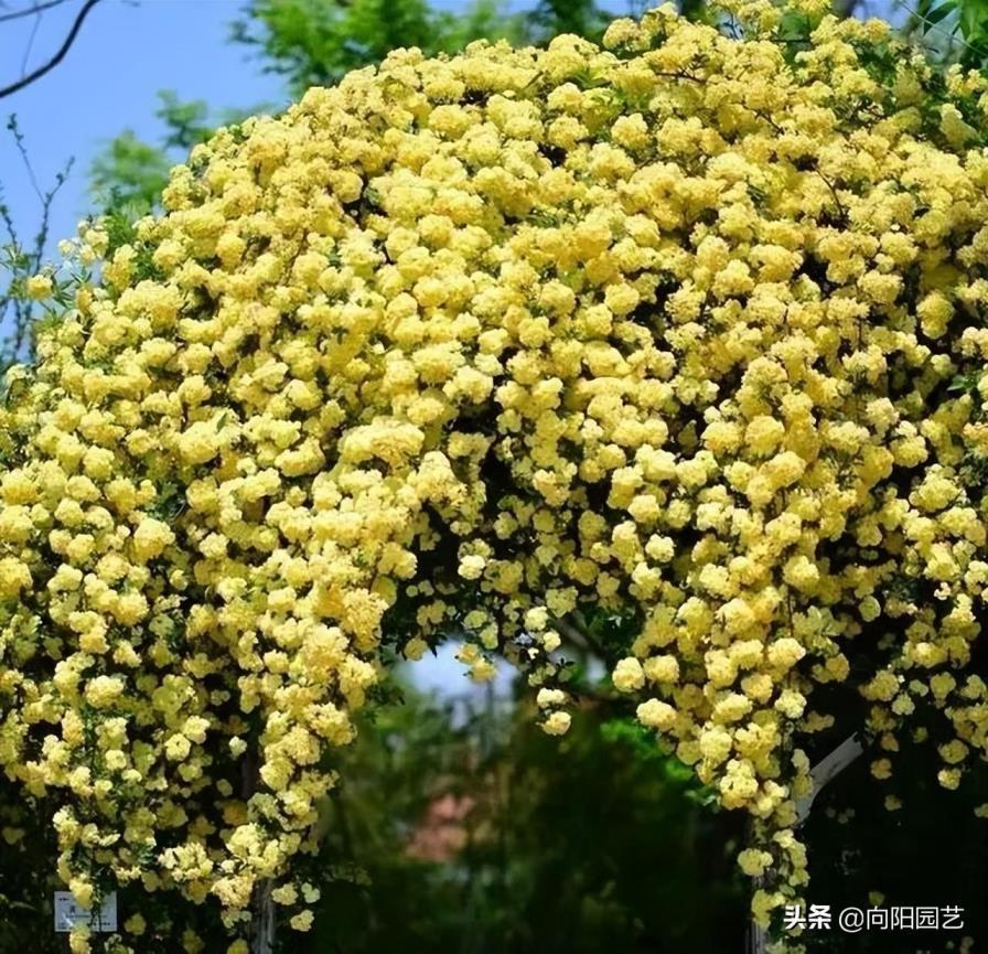 攀爬植物有哪些，攀爬类植物名称及图片