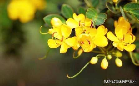 黄花槐怎么养殖，黄花槐的养殖方法讲解