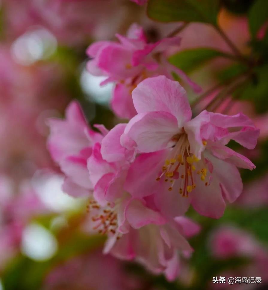 垂丝海棠花语是什么意思，垂丝海棠花的寓意和象征