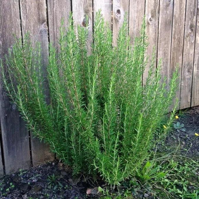 多年生草本花卉有哪些，常见的多年生草本植物介绍